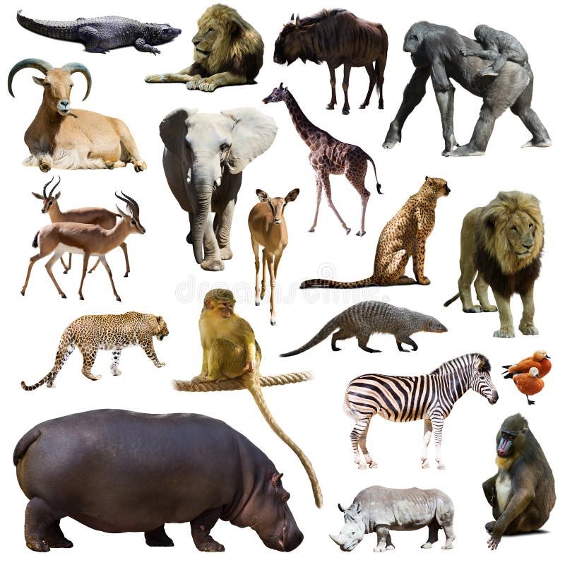 133,157 African Animals Stock Photos - Free & Royalty-Free Stock Photos from Dreamstime 133,157 African Animals Stock Photos - Free & Royalty-Free Stock Photos from Dreamstime