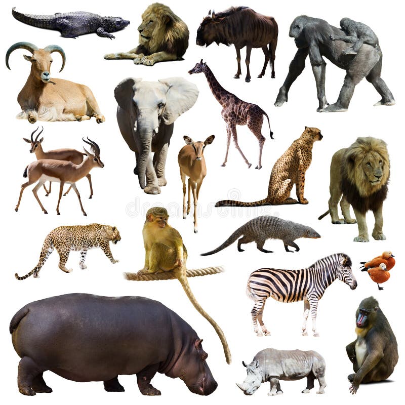 Set of hippopotamus and other African animals. Isolated