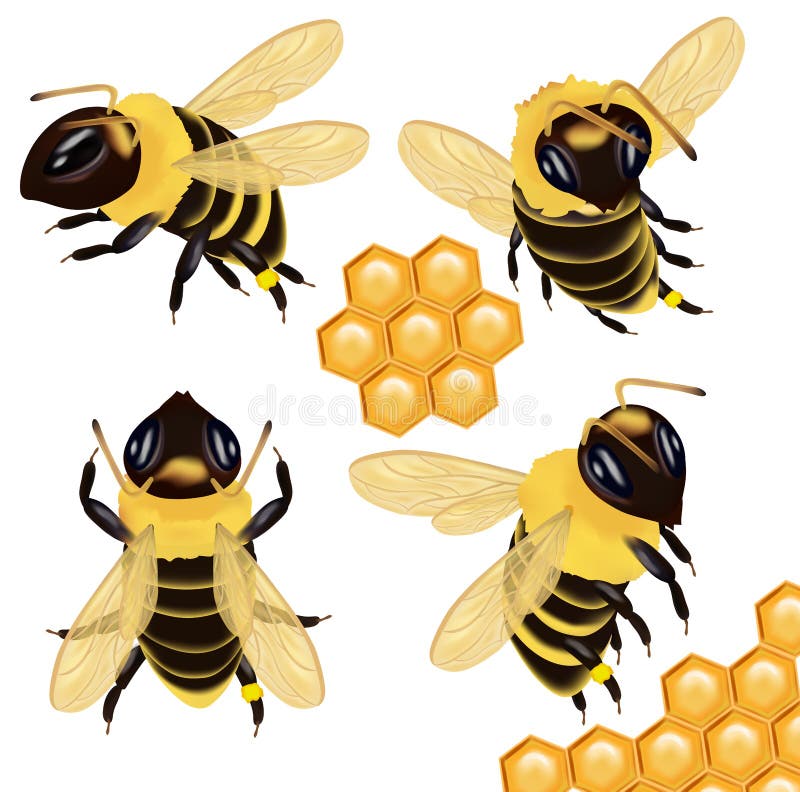 Set Honey bee from different angles on white background. Bee icon with honeycomb. Vector illustration royalty free illustration