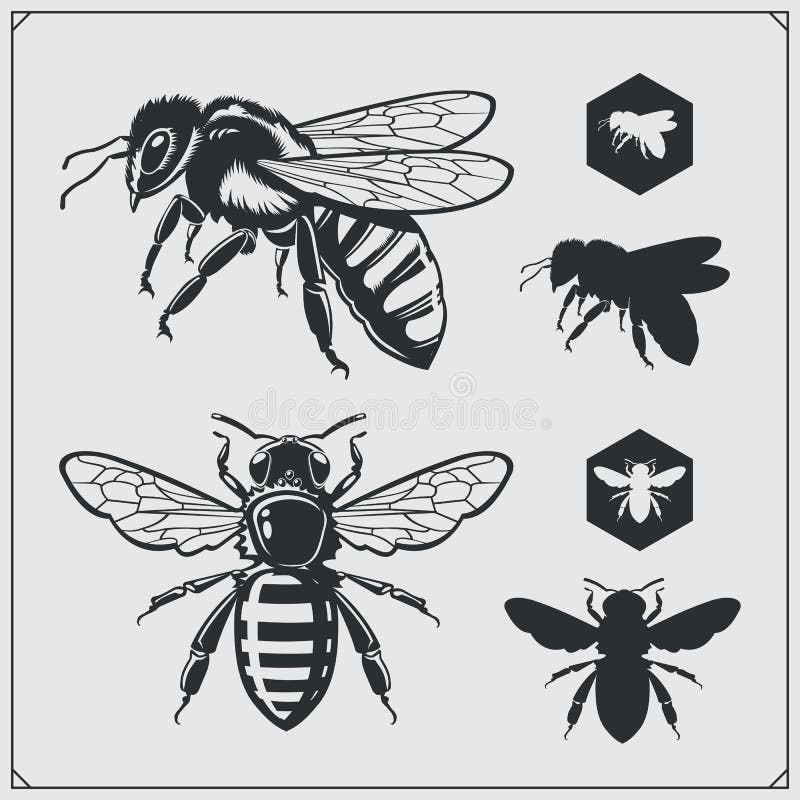 Honey Bee Stock Illustrations – 88,675 Honey Bee Stock Illustrations,  Vectors & Clipart - Dreamstime