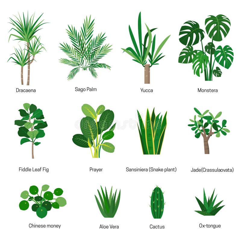 House Plants Names Stock Illustrations 40 House Plants Names Stock house-plants-names-stock-illustrations-40-house-plants-names-stock