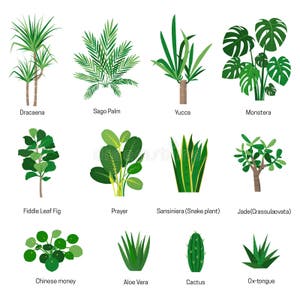 House Plants Names Stock Illustrations 40 House Plants Names Stock 