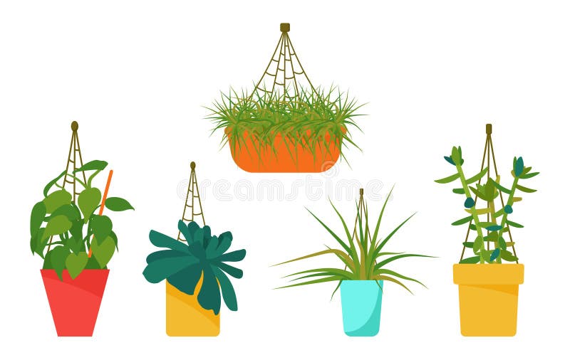 Set of House Plants. Interior Scandinavian Design. Design Element Stock Vector Illustration of