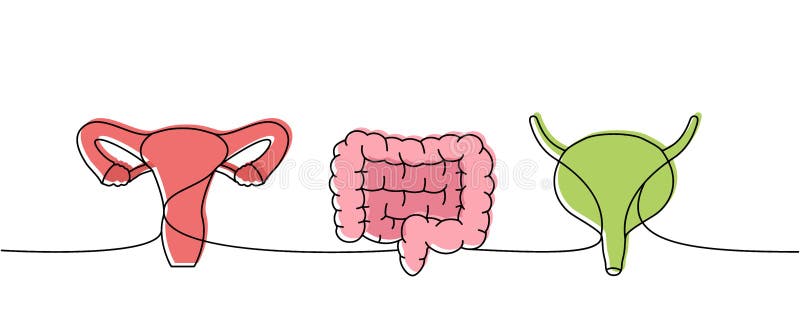 Set of human organs one line colored continuous drawing. Bladder, reproductive system, intestines continuous colorful vector illustration