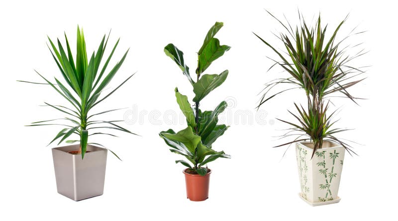 Set of indoor plants