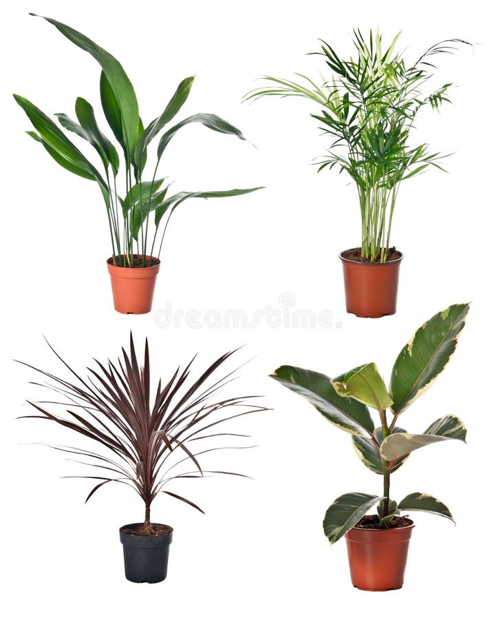 Eight Different Indoor Plants in a Set Stock Image Image of stalk