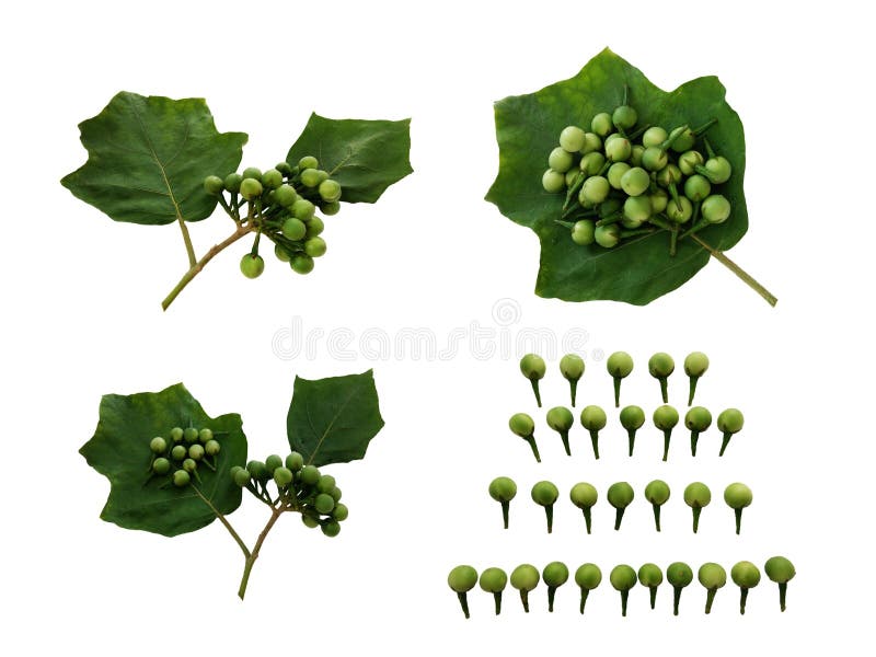 Set Indycza jagoda, Solanum torvum, Grochowa oberżyna zdjęcia royalty free