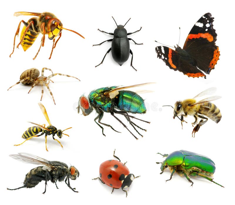 Set of insects