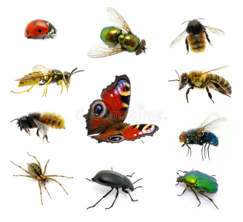 Set of insects