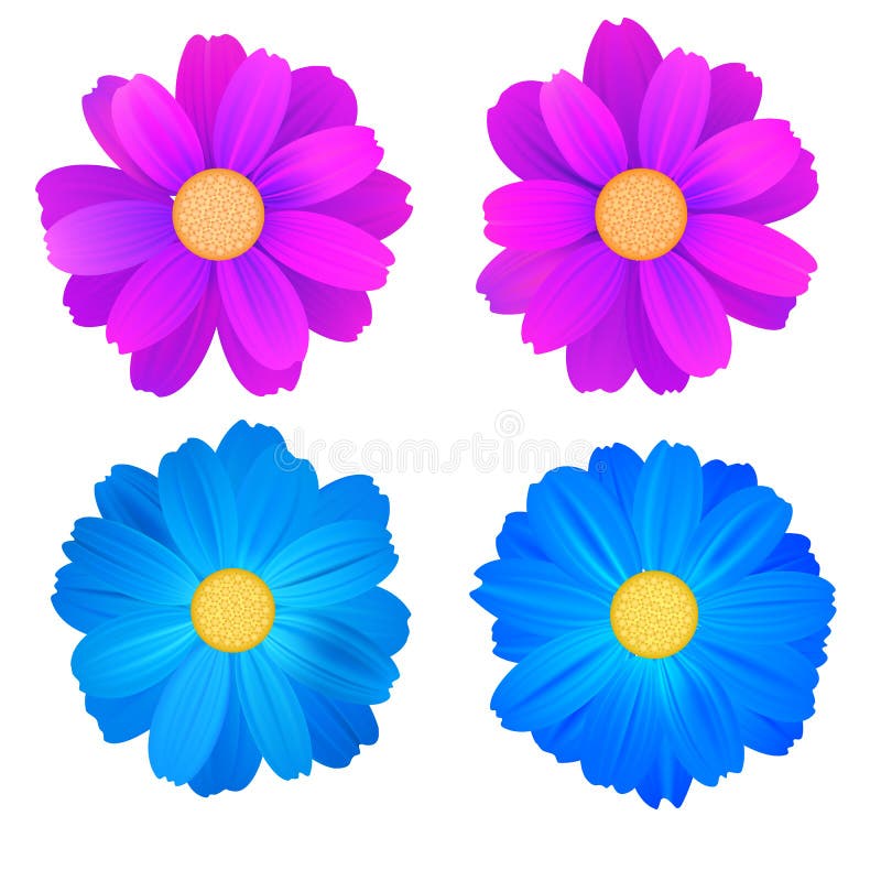 Set of isolated buds of flowers, blue and purple gerbera. Vector colorful flowers on white background. Template for for