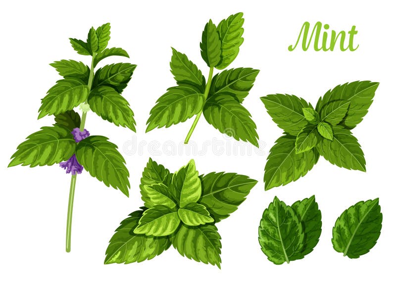 Mint leaves or peppermint leaf, green spearmint