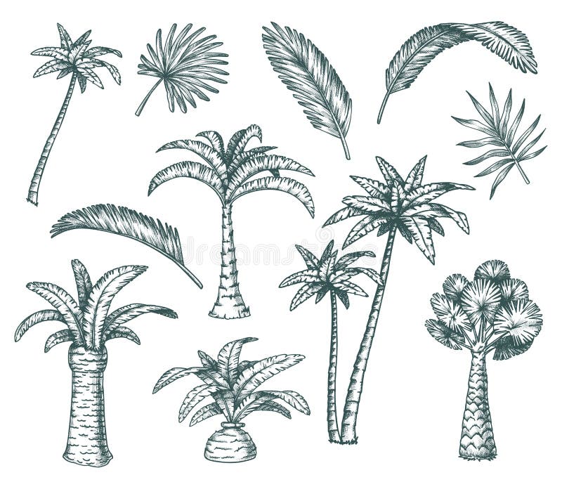 Palm Sketch Tree Stock Illustrations 14 272 Palm Sketch Tree Stock Illustrations Vectors Clipart Dreamstime Palm Sketch Tree Stock Illustrations 14 272 Palm Sketch Tree Stock Illustrations Vectors Clipart Dreamstime