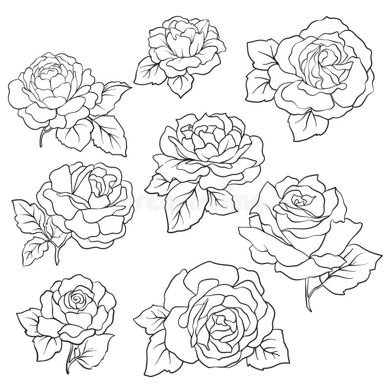 Rose outline image.ai Royalty Free Stock SVG Vector