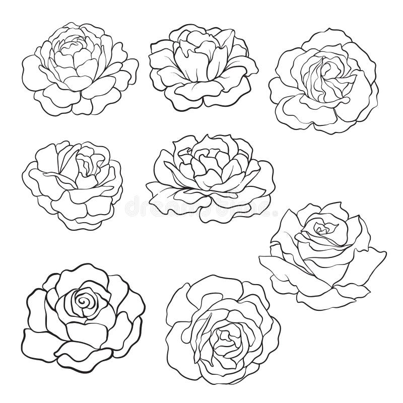 Set Of Isolated Rose. Outline Drawing Stock Vector - Illustration Of Hand,  Basic: 97188880