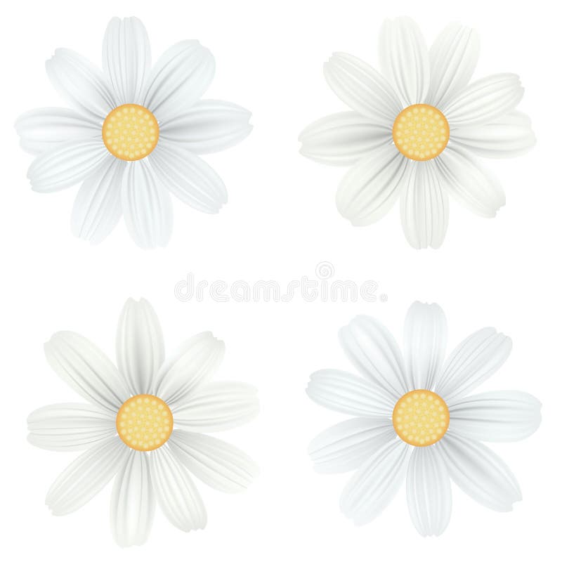 Set of isolated, white camomile, daisy. Vector flowers on white background. Template for for t-shirt, fashion, prints