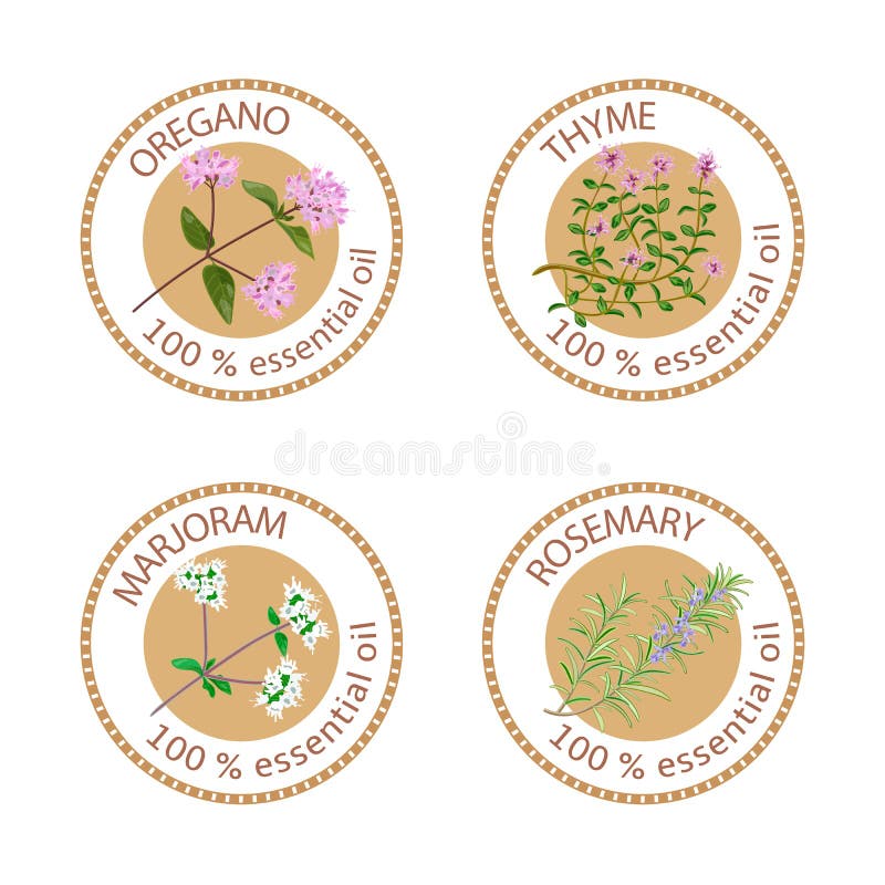 Set istotnych olejów etykietki Oregano, macierzanka, lebiodka, rozmaryny ilustracja wektor Set istotnych olejów etykietki Oregano, macierzanka, lebiodka, rozmaryny ilustracja wektor