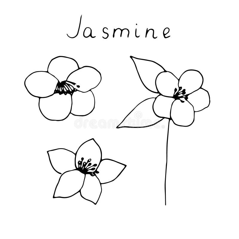 How to draw jasmin in step by step | Proper Color Combination | Easy Drawing  | Unique Art - YouTube