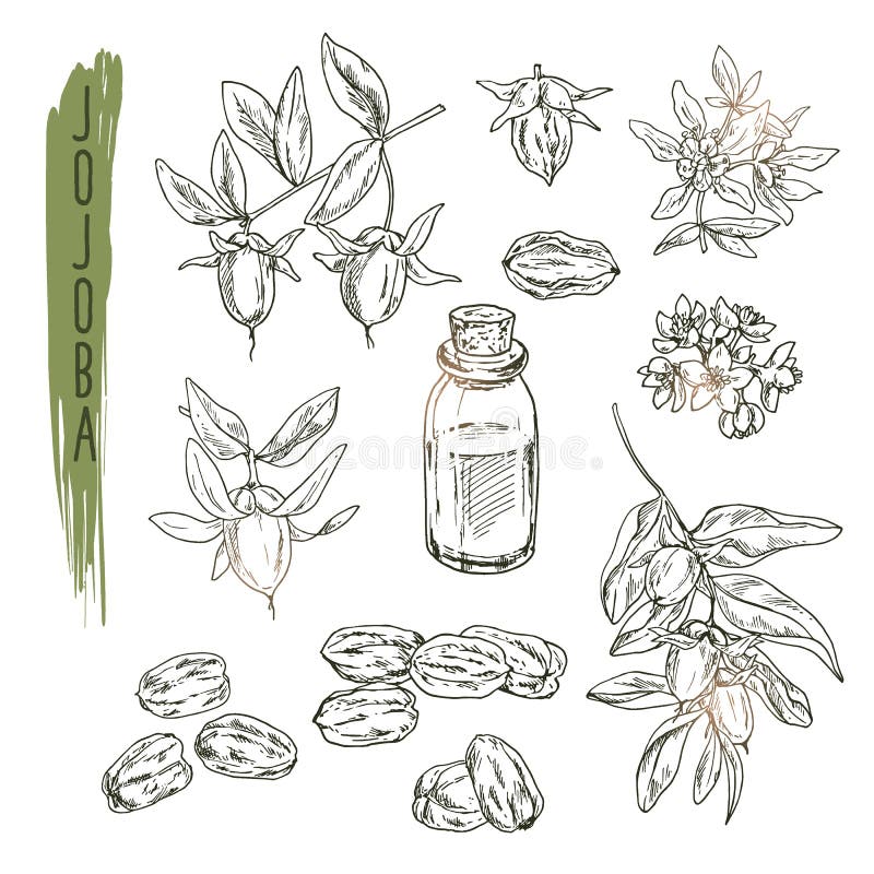 Set of jojoba elements. Vector realistic sketch of organic plant. royalty free illustration Set of jojoba elements. Vector realistic sketch of organic plant. royalty free illustration