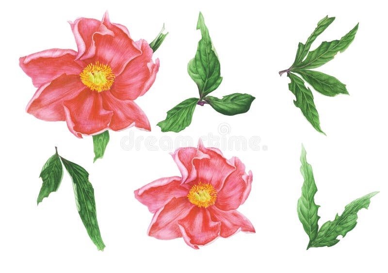 Set koralowe peonie i zieleni liście, akwarela obraz ilustracja wektor Set koralowe peonie i zieleni liście, akwarela obraz ilustracja wektor
