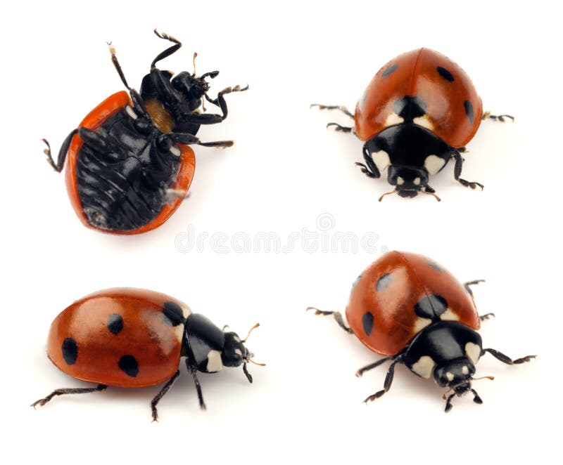 Set of lady bug shots