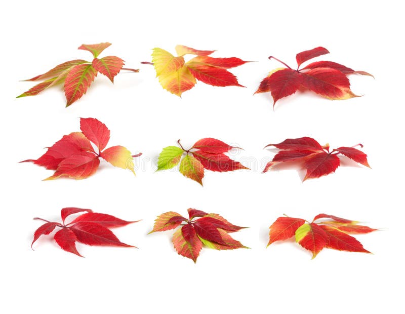 Set leaf wild grapes isolated on white background royalty free stock images