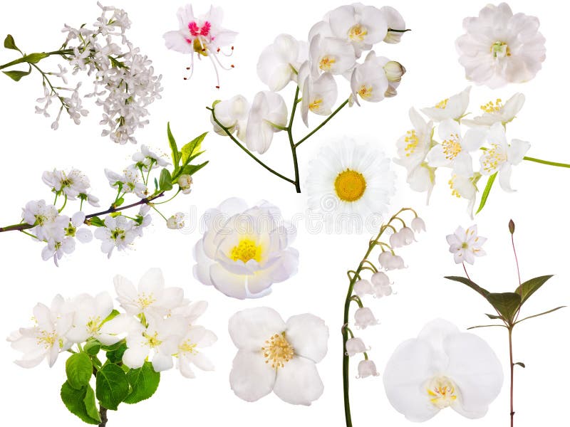 Set of isolated white flowers