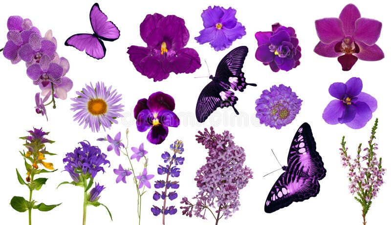 Set of lilac color butterflies and flowers