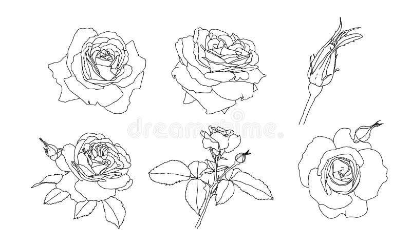 12 UNIQUE Rose Drawings Images made by Hand