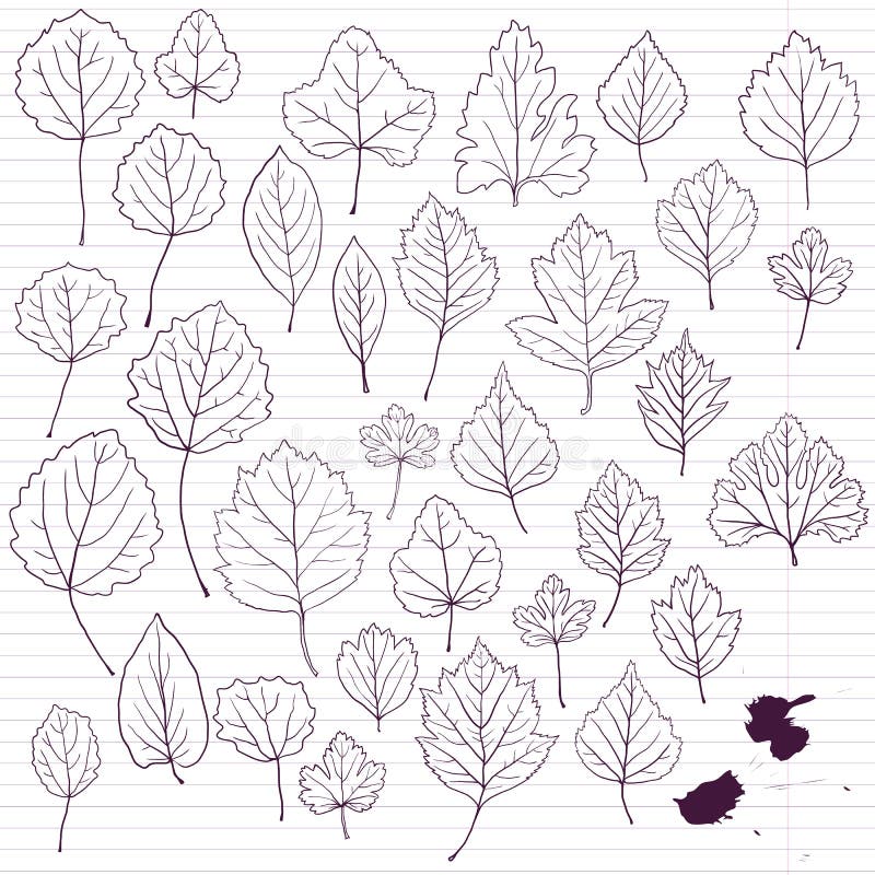 Set of Linear Drawing Leaves at Lined Paper Stock Vector Illustration