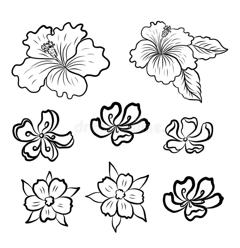 Free Hibiscus Design Download Free Hibiscus Design png images Free  ClipArts on Clipart Library