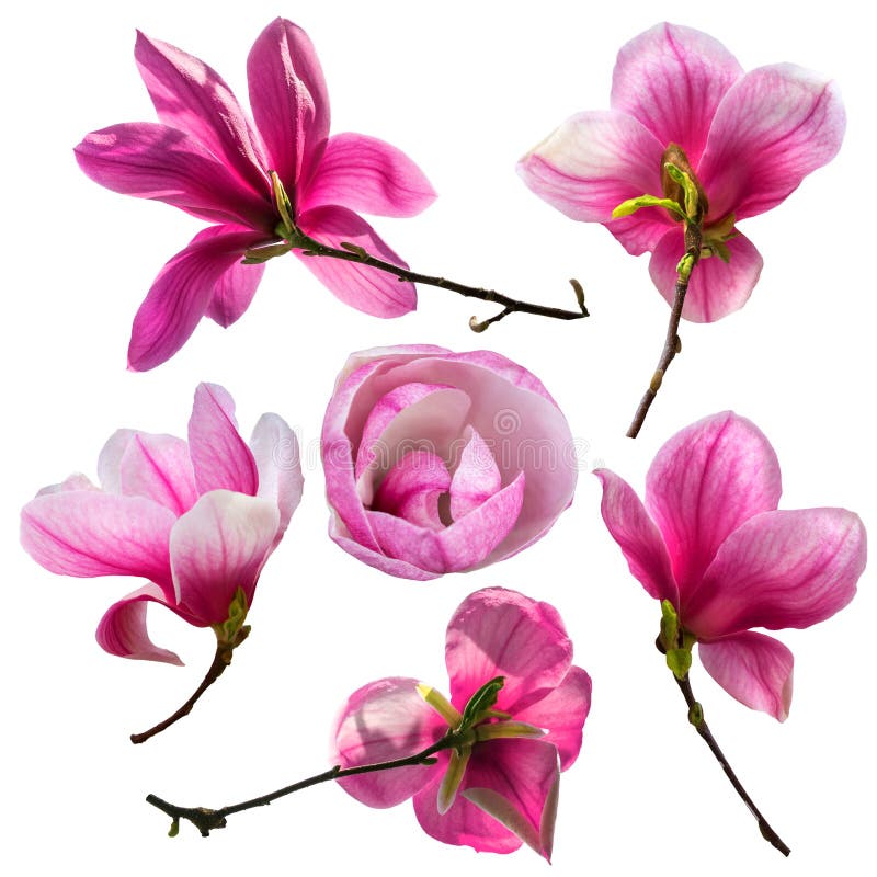 Set of magnolia flower blossom isolated on white background. Greeting card template.