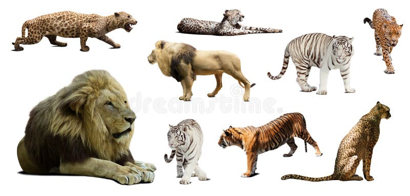 Set of male lion and other big wildcats stock image Set of male lion and other big wildcats stock image