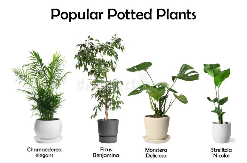 1,831 Plants Popular Home Stock Photos Free & RoyaltyFree Stock