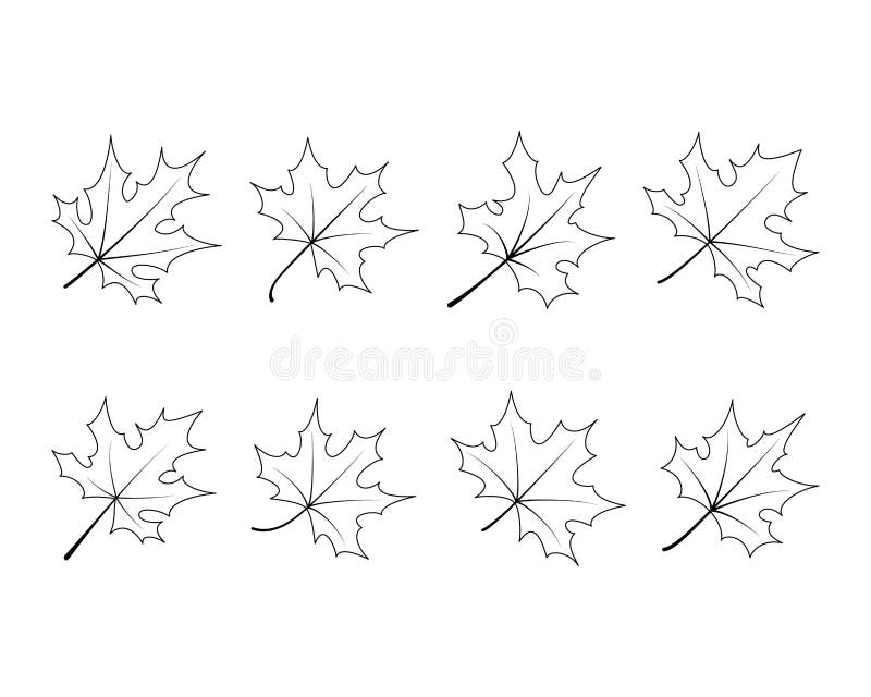 Set Of Maple Leaves Drawn On Outline Style Maple Tree Leaves Isolated On White Background Stock Vector Illustration Of Greeting Icon