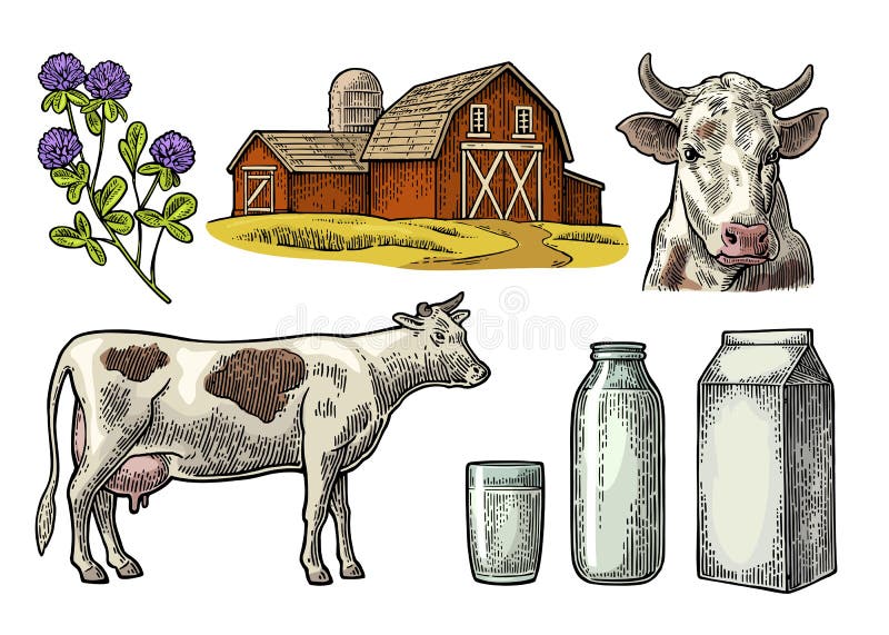 Set Milk farm. Cow head, clover, box carton package, glass and bottle.