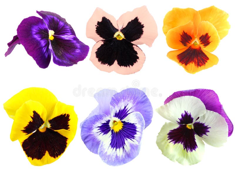 Set of motley pansy flowers stock images Set of motley pansy flowers stock images