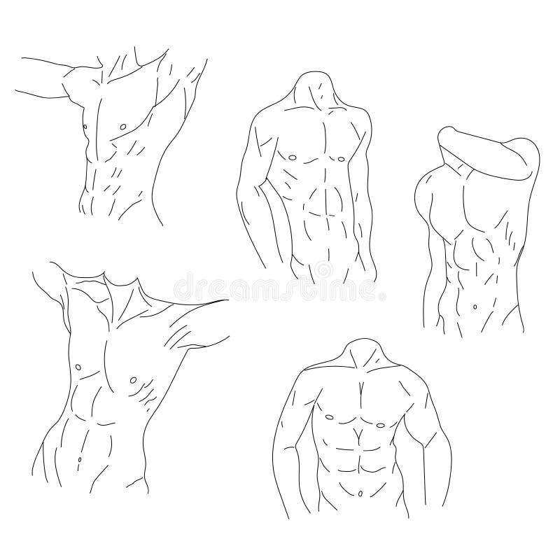 Tutorial Human Male Musculature  Wiki  Anime Art Amino