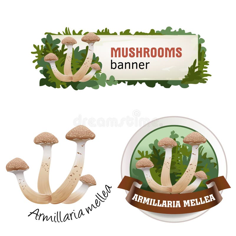 Set of mushroom vector banner, badge, sticker, icon with honey mushrooms