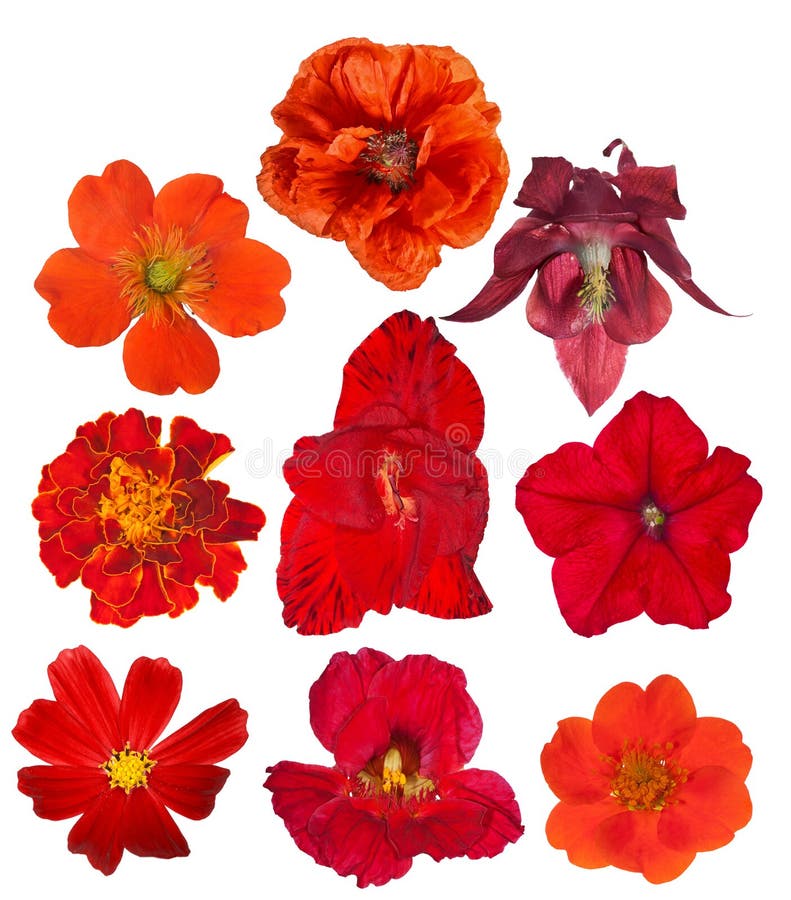 Set of Nine Red Color Flowers Isolated on White Stock Photo Image of