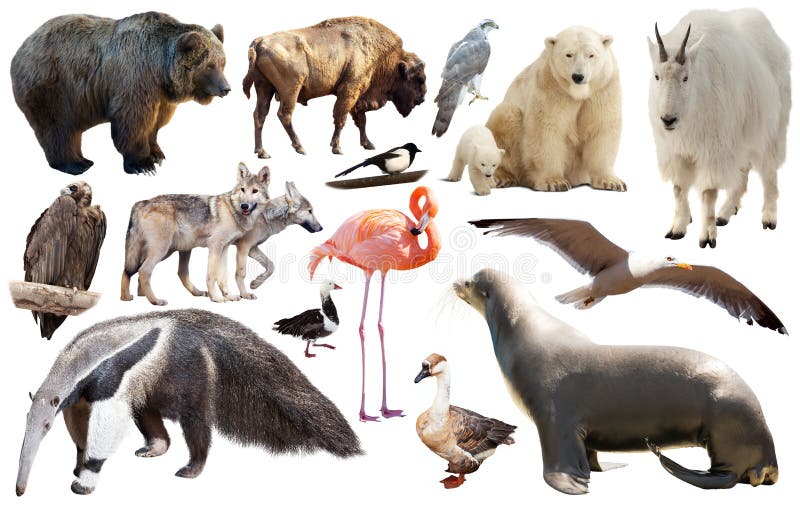 Set of north american animals isolated