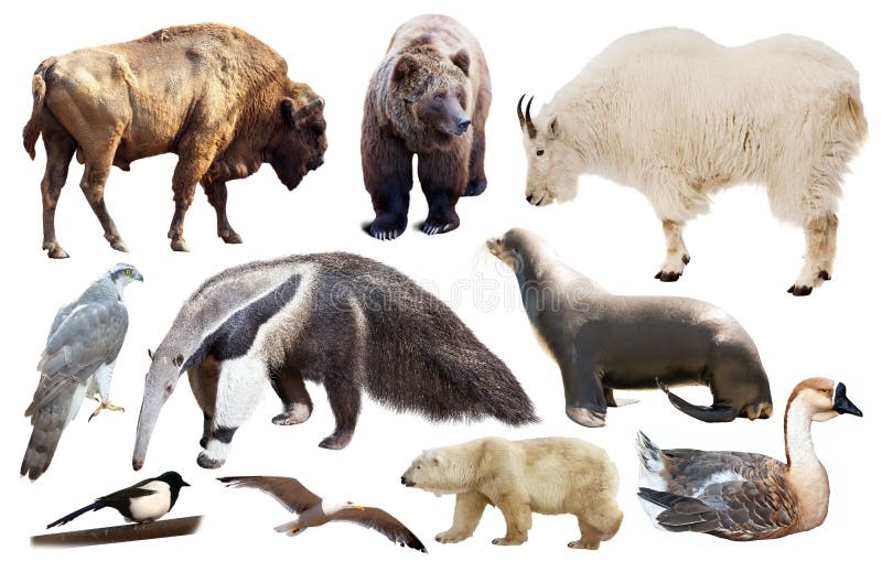 Set of north american animals isolated