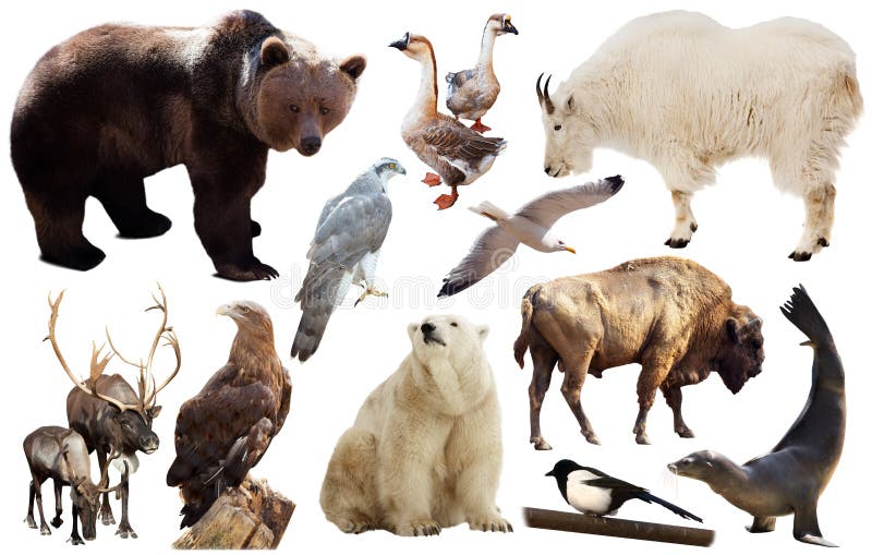 Set of north american animals isolated