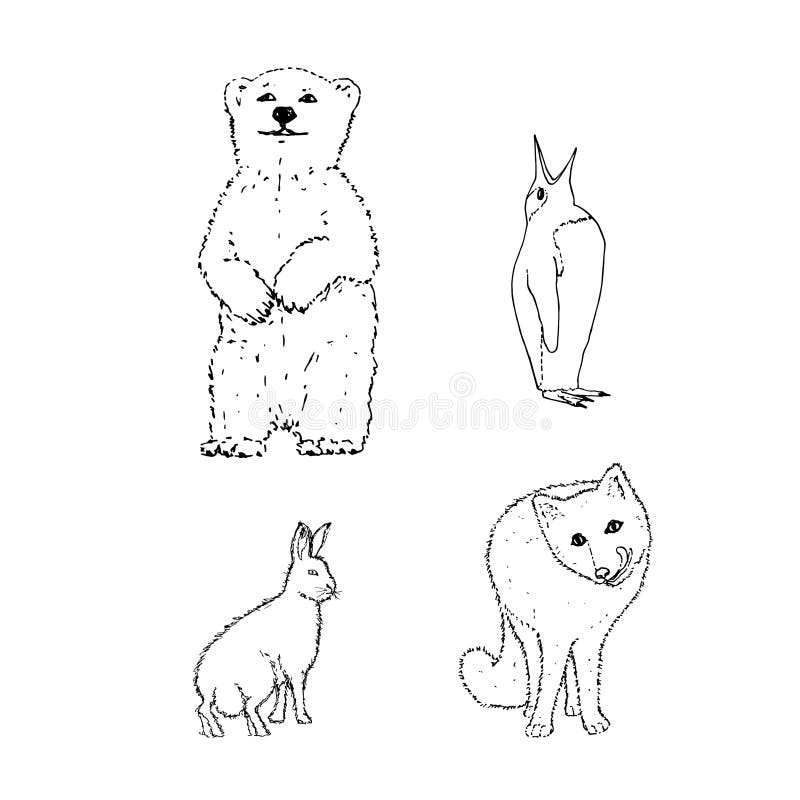 Set of Northern Winter Animals: Bear, Penguin, Rabbit, Fox. Hand Drawing  Sketch. Black Outline on White Background Stock Vector - Illustration of  animal, pencil: 166085579