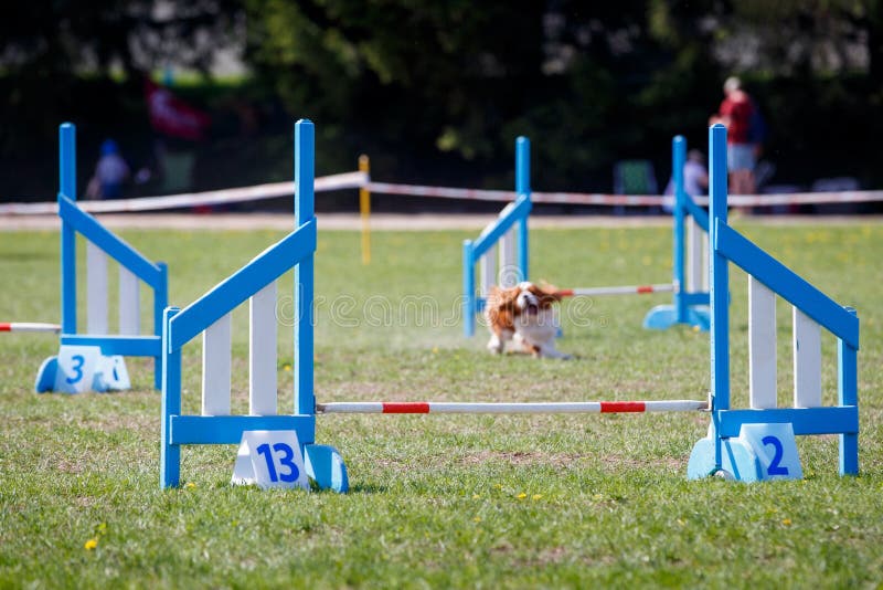 Set of Obstacles on Dog Agility Sport Competitions Stock Image Image