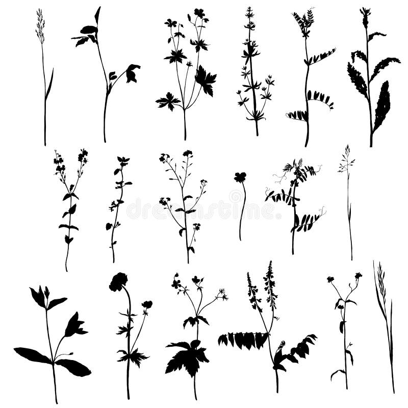 Set Ofsilhouettes of Herbs and Flowers Stock Vector - Illustration of ...