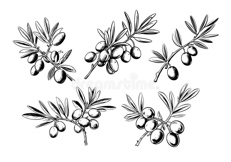 Set of Olive Branches Sketch Hand Drawn Vector Illustration Stock