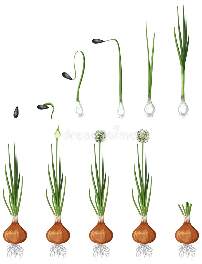 Set of Onion Plant Element Isolated Stock Vector Illustration of