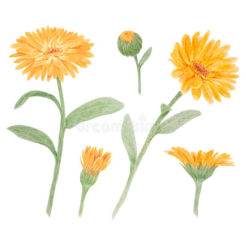 321 Watercolor Marigold Stock Photos - Free & Royalty-Free Stock Photos ...