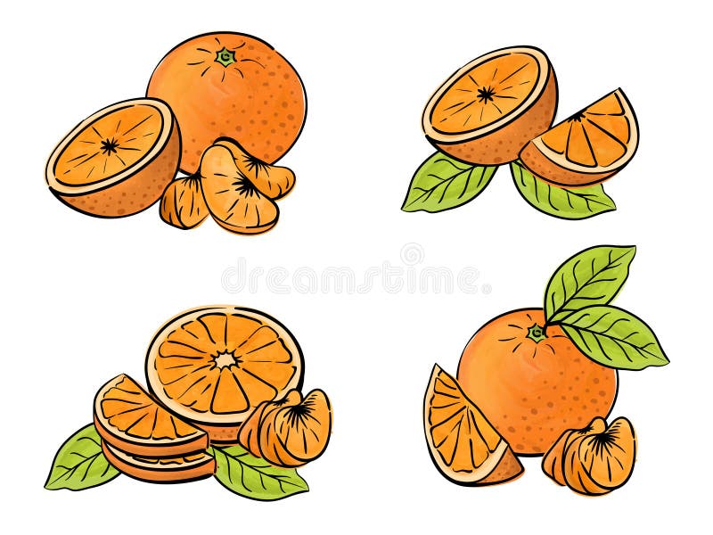 Set of orange fruit isolated on white. Different type of pieces. royalty free illustration