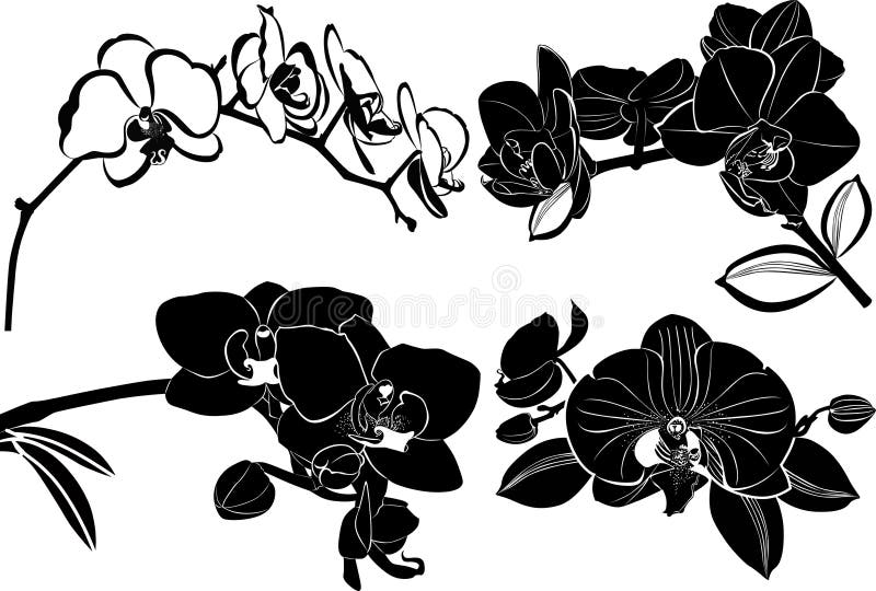Set orchids flowers it is isolated